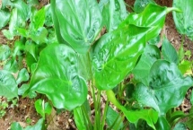尖尾芋的種植要點(diǎn)，夏季要時(shí)常噴水增濕