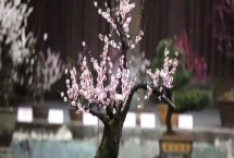 梅花的施肥方法，首先確保基肥的充足