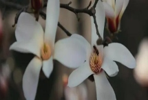 白玉蘭何時開花，一般為3-5月份