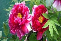 吉祥花是哪種花，是指牡丹花、蓮花等