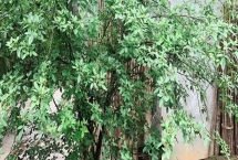 大門口能不能種花椒樹，存在安全隱患一般不能種植