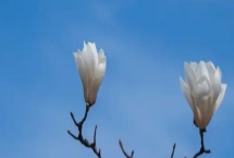 玉蘭花的寓意，寓意忠貞愛情、知恩圖報(bào)等