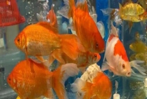 魚是怎么受精懷孕的，大部分魚是卵生的