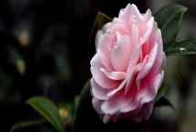 茶花的主產地，我國茶花主產于云南