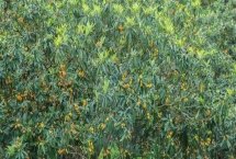 枇杷的管理方法，現(xiàn)核時(shí)要追施壯果肥