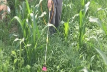 玉米除草劑一般什么時(shí)候打，在玉米3-5葉期時(shí)用藥