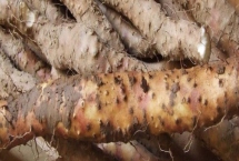 小白嘴白山藥是哪里的特產(chǎn)，屬于河北省深澤縣的特色產(chǎn)品