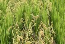 申優(yōu)R1水稻種子產(chǎn)量表現(xiàn)，5月中下旬播種