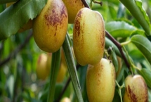 冬棗的種植環(huán)境要求，需具備充足的光照、土壤需足夠肥沃