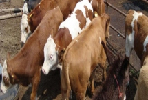 牛百葉干病的發(fā)生原因，飼料過于干燥或水分不足會導致