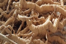 巴戟天栽培技術(shù)，選擇有一定肥力的砂壤土