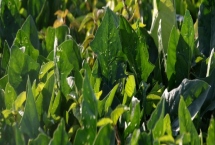 8月底適合種植什么蔬菜，可以種秋菠菜、茼蒿、香菜等