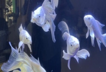 蝴蝶鯉混養(yǎng)最佳搭配，可與錦鯉、龍魚或龍虎魟混養(yǎng)