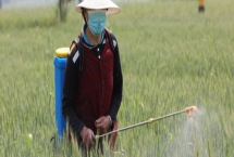 小麥打除草劑后下雨有影響嗎，對(duì)不同種類的藥物的影響不同