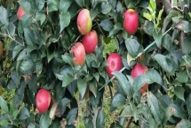 蘋果樹怎么栽培，在春天進(jìn)行定植為佳
