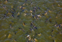 鯽魚怎么養(yǎng)，水質(zhì)很重要