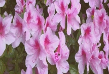 粉杜鵑的花語(yǔ)，寓意愛(ài)的快樂(lè)、鴻運(yùn)高照等