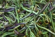 種植蕨菜的效益，畝收益可達到12000-16000元左右