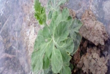 棚西瓜發(fā)生藥害，植株矮小如何補救，需立即用清水沖洗并暫停用藥