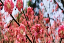 紅梅的花期，通常集中在冬春季節(jié)