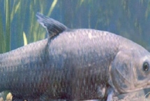 青魚(yú)石在哪個(gè)部位，通常在青魚(yú)牙齒上方的枕骨上
