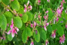 胡枝子什么時(shí)候開(kāi)花，7-8月開(kāi)花