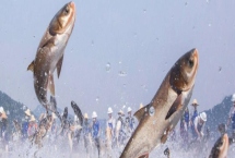 低溫天氣能不能釣鰱鳙，溫度過(guò)低會(huì)影響魚的活性