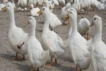 肉鴨應(yīng)激飼養(yǎng)要點，夏季要注意通風(fēng)