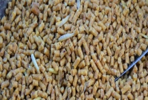 豬顆粒飼料能否加水拌濕，加水會(huì)破壞營(yíng)養(yǎng)成分降低價(jià)值