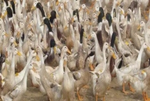蛋鴨的飼料配方，雛鴨可飼喂全價(jià)顆粒料