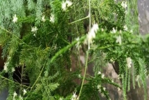 云竹開(kāi)花的寓意，有著竹報(bào)平安的含義