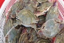 梭子蟹一年有幾次漁期，每年春季、秋季各有一次漁期