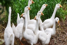 散養(yǎng)鵝的飼養(yǎng)管理辦法，雛鵝進(jìn)入鵝舍前全面消毒