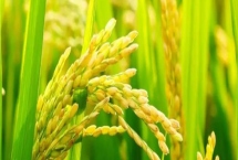 適合江蘇種植的高產(chǎn)水稻品種，了解這7種