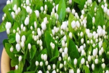 茉莉的花語，不同顏色的花語不同