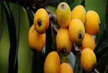 枇杷怎么施肥，幼樹的施肥原則為薄肥勤施