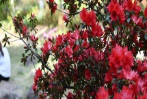 杜鵑花的花語，寓意繁榮昌盛、真誠(chéng)的愛等