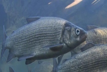 黑龍江的特產，是“大馬哈魚之鄉(xiāng)”