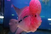 羅漢魚起頭的原因，是因為它們有起頭的基因