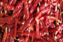 印度椒的分類，可以分為S17、S12和S4三類