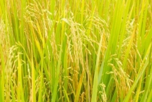 麗粳24號水稻種子特征介紹，三月下旬播種