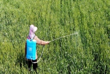 莖葉處理除草劑怎么使用，主要在雜草3-5葉期兌水噴霧