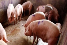 養(yǎng)豬場如何除臭，可調(diào)整飼料或物理除臭等