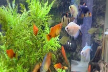 冬天喂魚吃什么，大多數(shù)的魚兒都會(huì)吃水蚤、水虱、水蚯蚓等