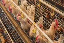 蛋雞喂什么料下蛋多，可飼喂高蛋白質(zhì)的飼料