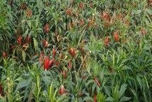 種植朝天椒施什么肥料，底肥可使用有機(jī)肥、二胺、尿素等肥料