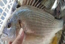 海鯽魚的產(chǎn)地，我國(guó)主要分布于黃海北部和渤海