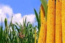 六顆星551玉米種子產(chǎn)量特性，適宜播種期4月下旬至5月上旬