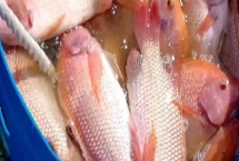 珍珠羅非魚的產(chǎn)地，原產(chǎn)于南非