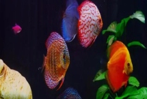 七彩神仙魚(yú)怎么繁殖，需要讓它們自由配對(duì)